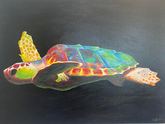 Everett White, "Turtle Study 2"